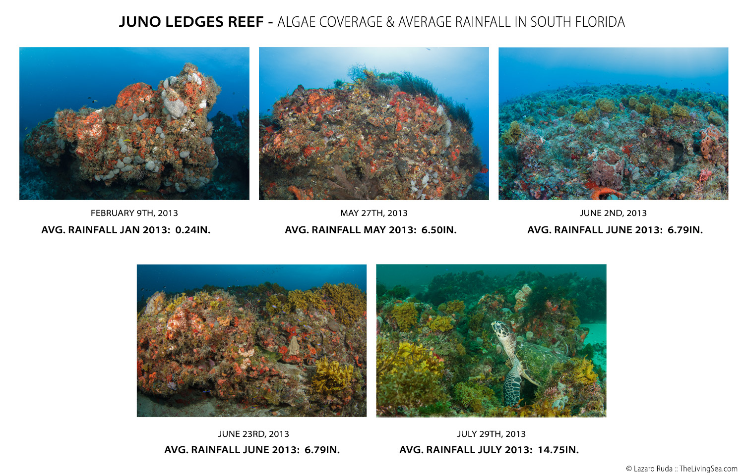Juno-Ledges-Comparison